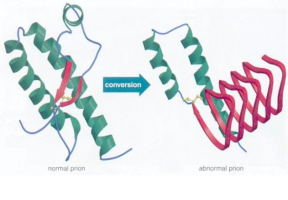 prion